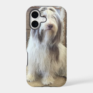 Bearded Collie