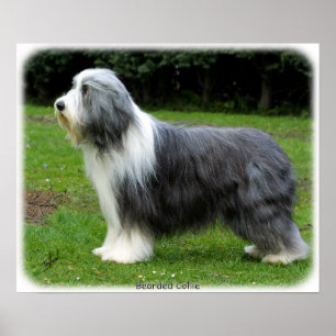 Bearded Collie 8R002D-16 Poster
