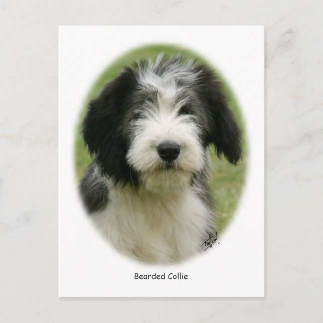 Bearded Collie 9Y049D-018 Postcard (Front)