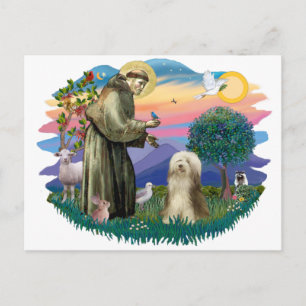 Bearded Collie (brown-cream) Postcard