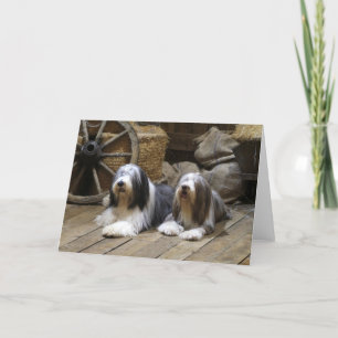 Bearded Collie Card