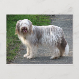 Bearded Collie Dog Postcard