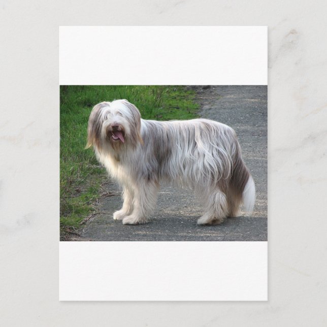 Bearded Collie Dog Postcard (Front)