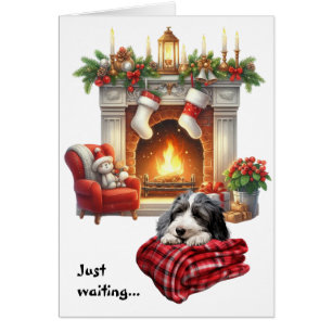 Bearded Collie Dog Waiting for Christmas
