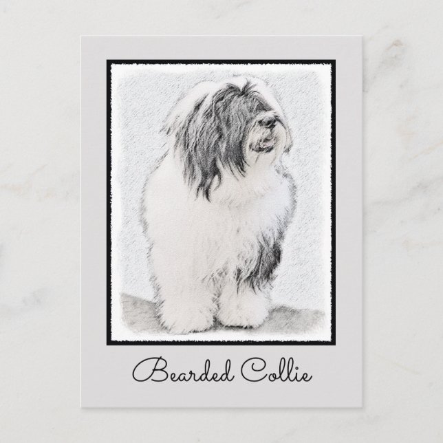 Bearded Collie Drawing - Cute Original Dog Art Postcard (Front)