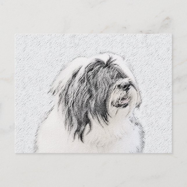 Bearded Collie Drawing - Cute Original Dog Art Postcard (Front)
