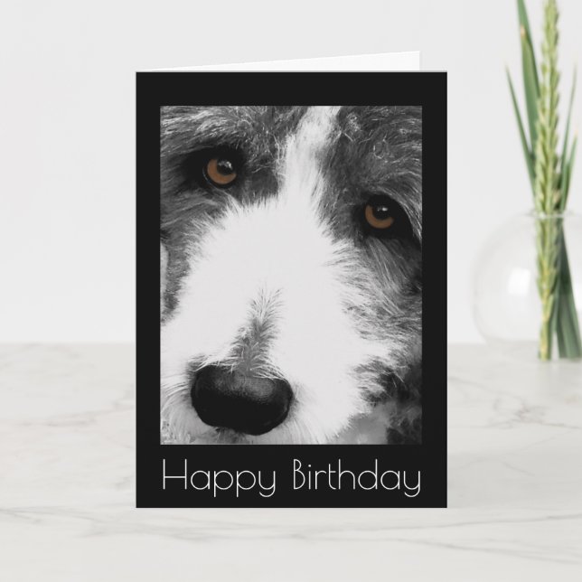 Bearded Collie Eyes Birthday Card (Front)