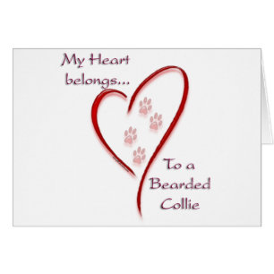 Bearded Collie Heart Belongs