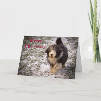 Bearded Collie Holiday Card