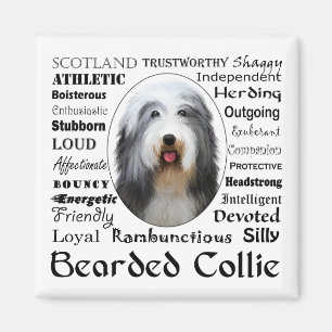 Bearded Collie Magnet