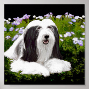 Bearded Collie Painting - Cute Original Dog Art Poster