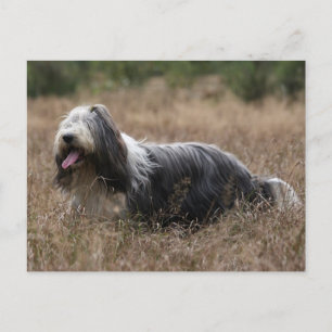 bearded collie postcard