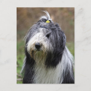 bearded collie postcard