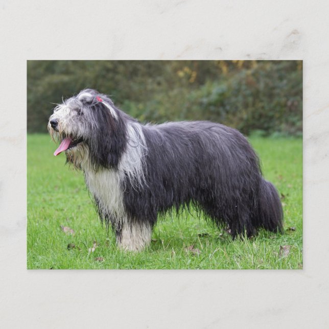bearded collie postcard (Front)