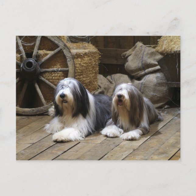 Bearded Collie Postcard (Front)