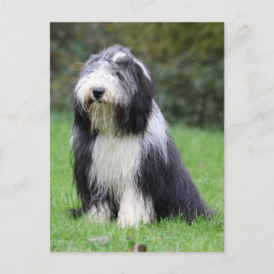 bearded collie postcard