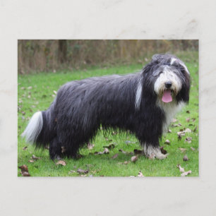 bearded collie postcard