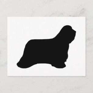 bearded collie silhouette postcard