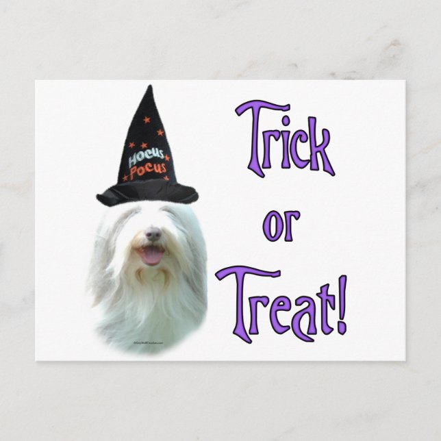 Bearded Collie Trick Postcard (Front)