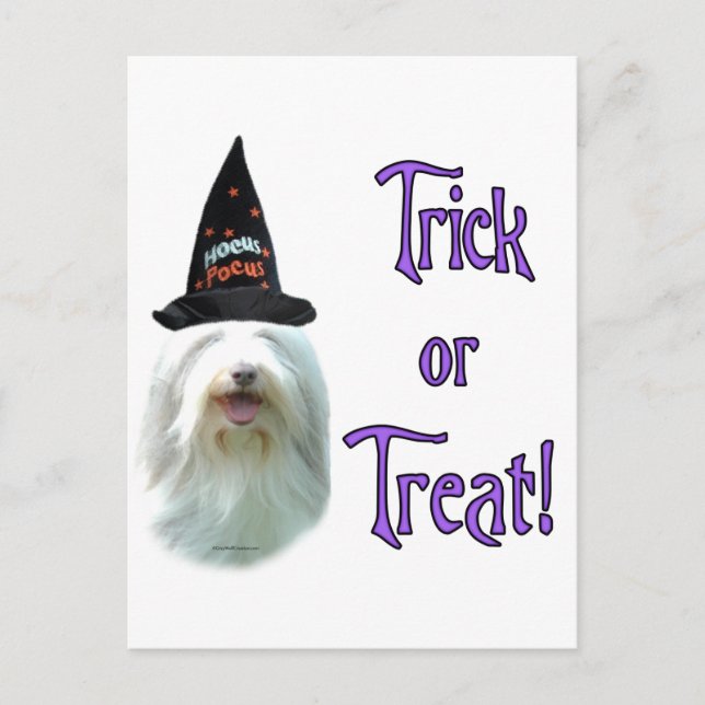 Bearded Collie Trick Postcard (Front)