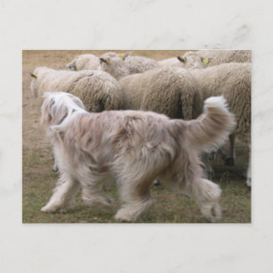 bearded collie working.png postcard