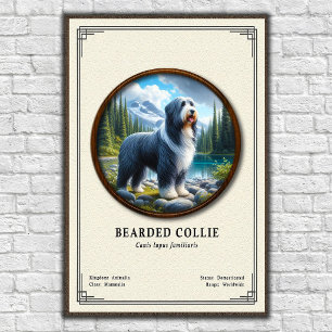 Bearded Collie Zoology Series Poster