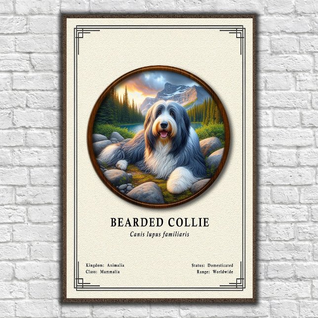 Bearded Collie Zoology Series Poster (Creator Uploaded)