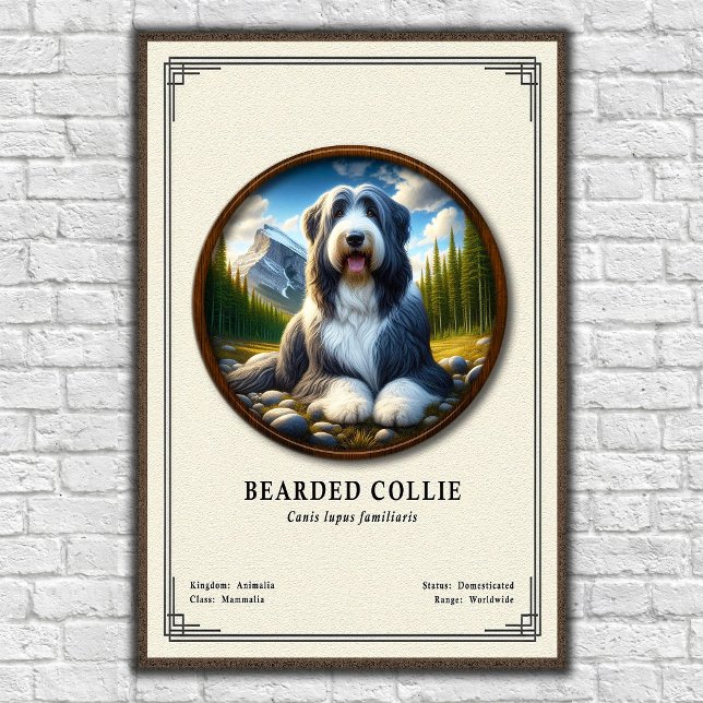 Bearded Collie Zoology Series Poster (Creator Uploaded)