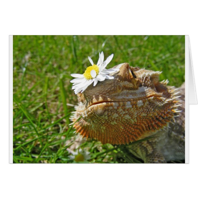 Bearded dragon (Front Horizontal)