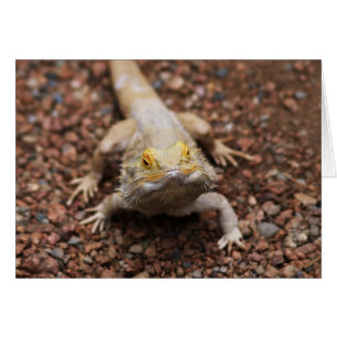 Bearded Dragon