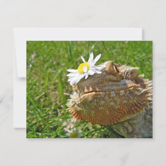 Bearded dragon (Front)