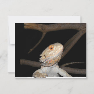Bearded dragon 2