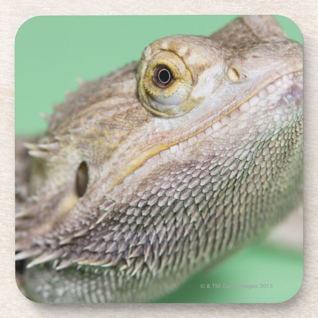 Bearded dragon 2 coaster (Front)