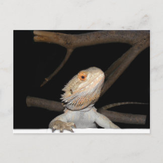 Bearded dragon 2 postcard