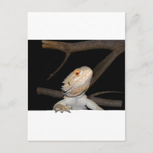 Bearded dragon 2 postcard