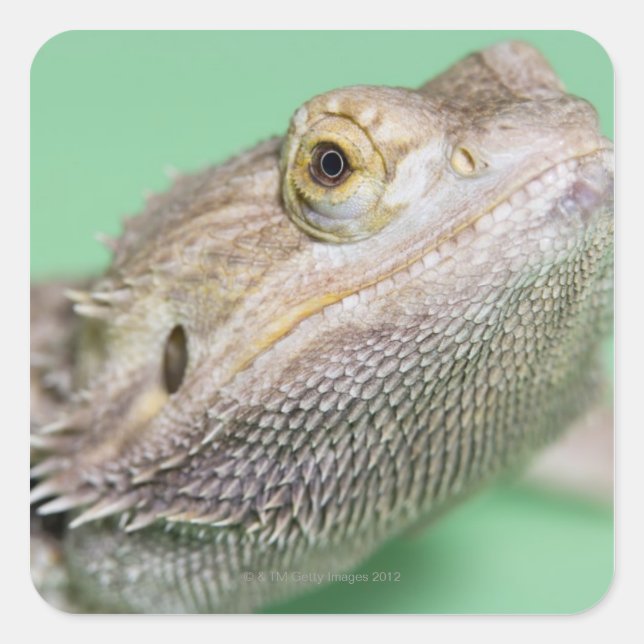 Bearded dragon 2 square sticker (Front)