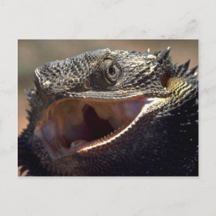 Bearded Dragon, Australia Postcard
