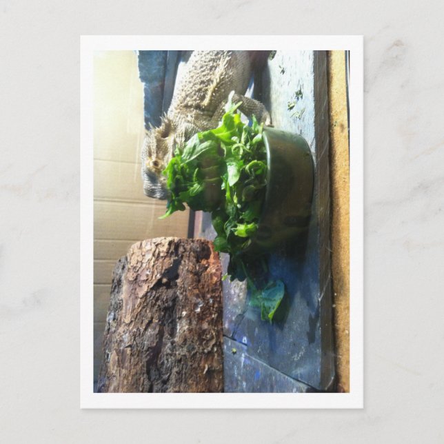 Bearded dragon enjoying salad postcard (Front)