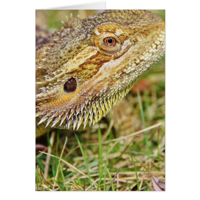 Bearded Dragon Head (Front)