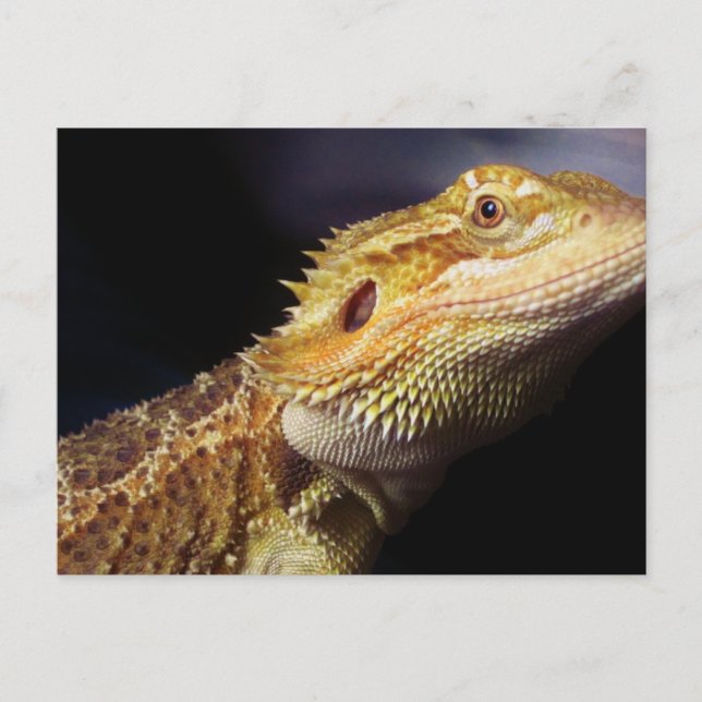 Bearded Dragon Head 2 Postcard (Front)