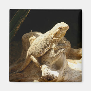 Bearded Dragon Lizard Magnet