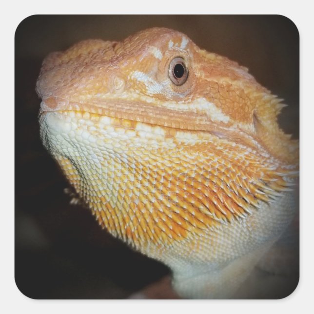 Bearded Dragon Lizard Sticker (Front)
