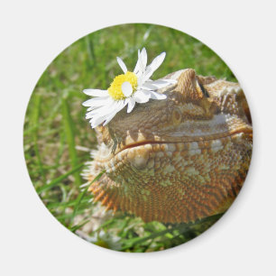 Bearded dragon magnet