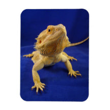 Bearded Dragon on Blue