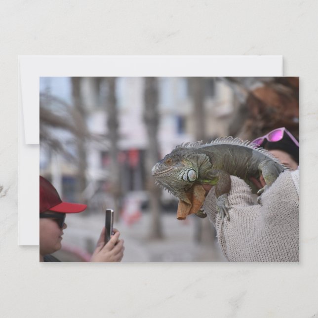 Bearded dragon on the seafront Paphos postcard (Front)