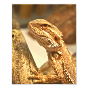 Bearded Dragon Photo Print