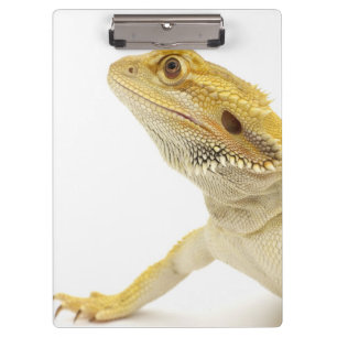 Bearded dragon (Pogona Vitticeps) Clipboard