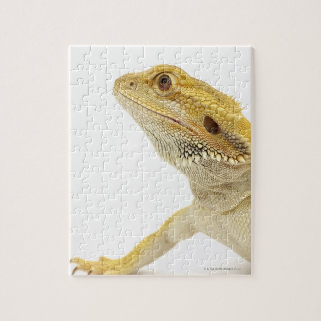 Bearded dragon (Pogona Vitticeps) Jigsaw Puzzle (Vertical)