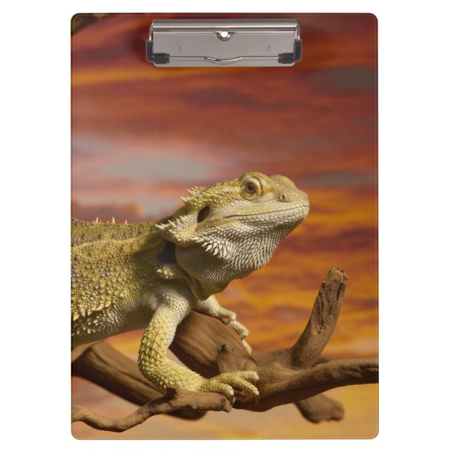 Bearded dragon (Pogona Vitticeps) on branch, Clipboard (Front)