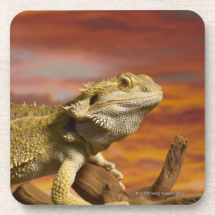 Bearded dragon (Pogona Vitticeps) on branch, Coaster